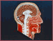 Sagittal slice of head (1 plane-table, 280x345 mm)