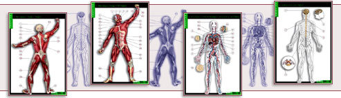 Строение тела человека (10 табл. +160 карточек)